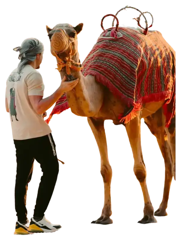 Camel handler preparing a decorated camel for desert safari in Dubai